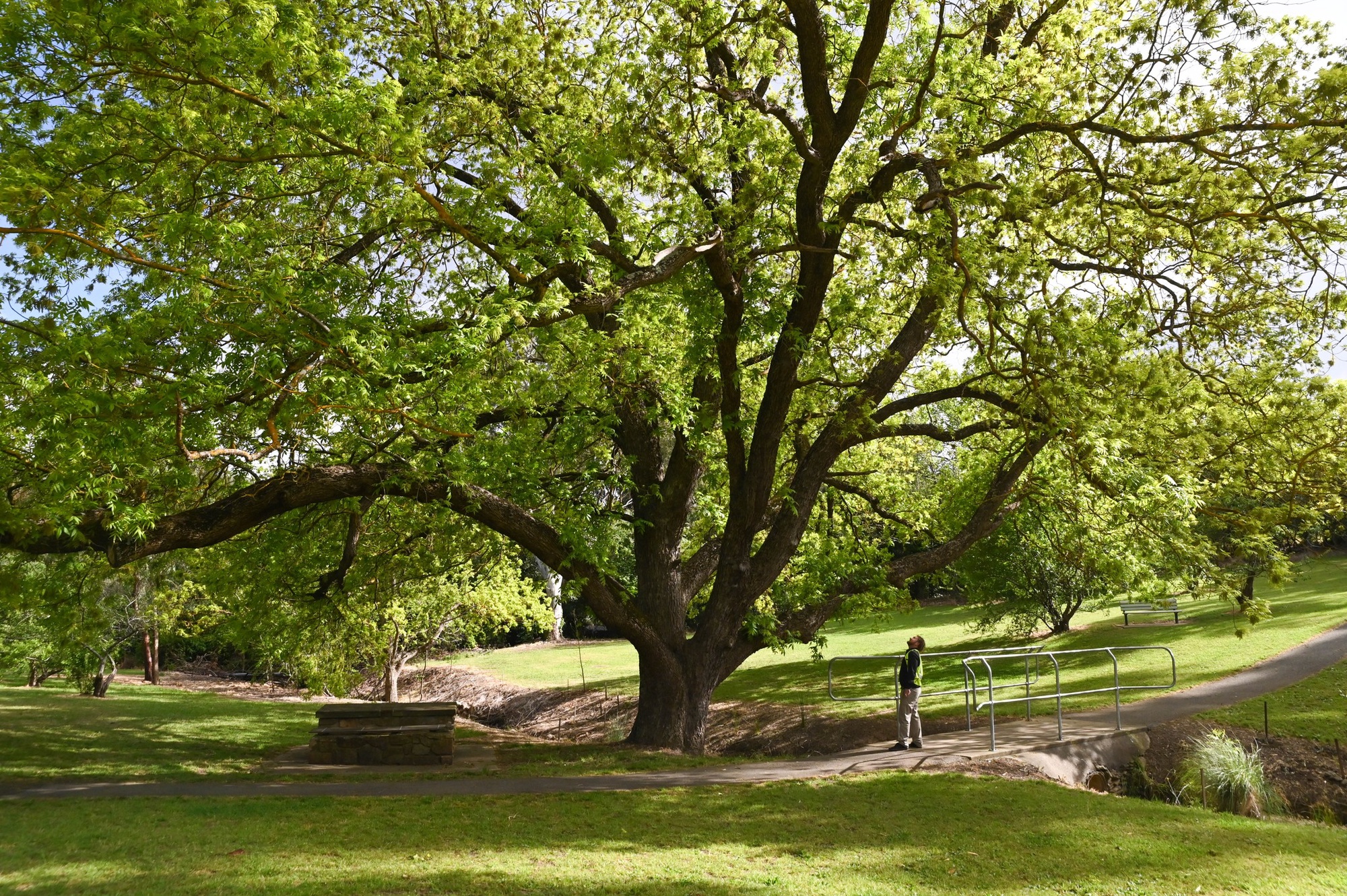 2024's tree of the year winner