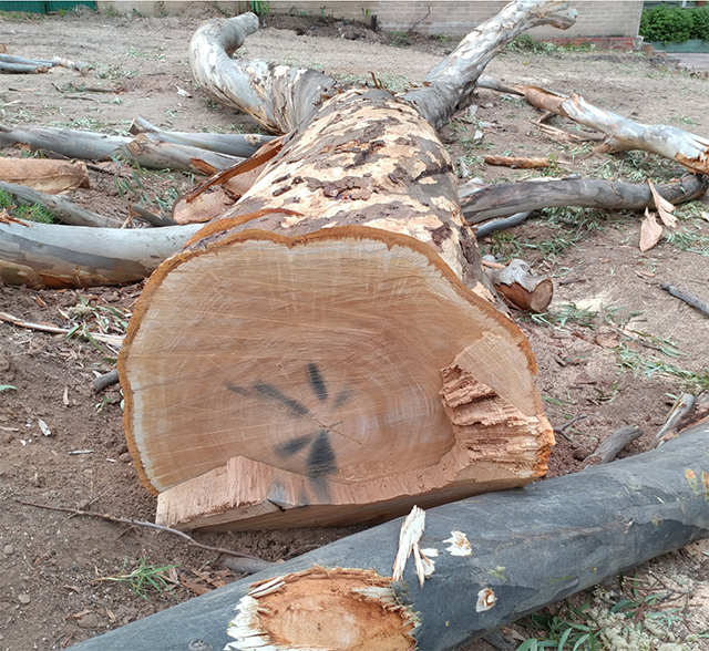20 Metre Trees